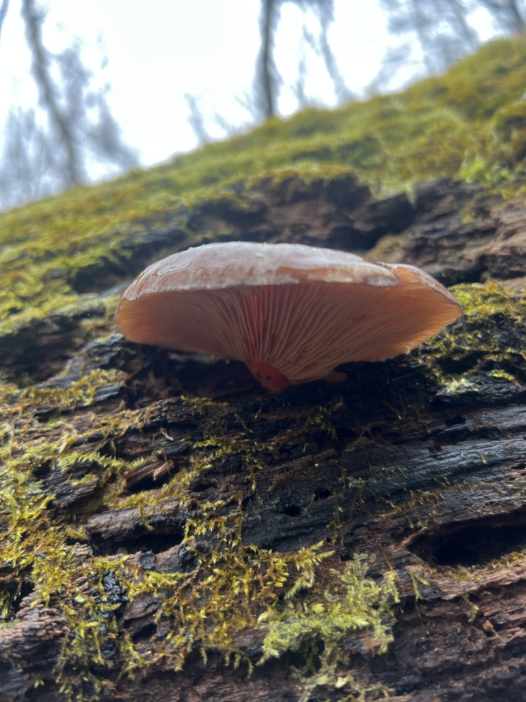 Sarcomyxa serotina · January 2026 · photo: © dandy_botanicals (iNaturalist, cc0)