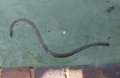 Afrotyphlops mucruso