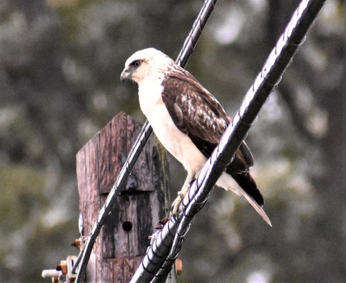 Hawaiian Hawk