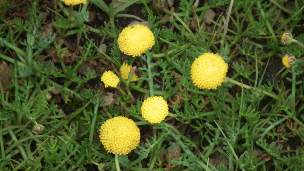 Cotula paludosa; photograph (c) Shaun Swanepoel, some rights reserved (CC BY)