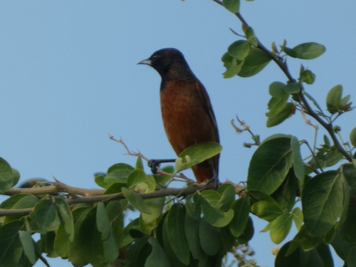 Orchard Oriole (Icterus spurius), photo 2
