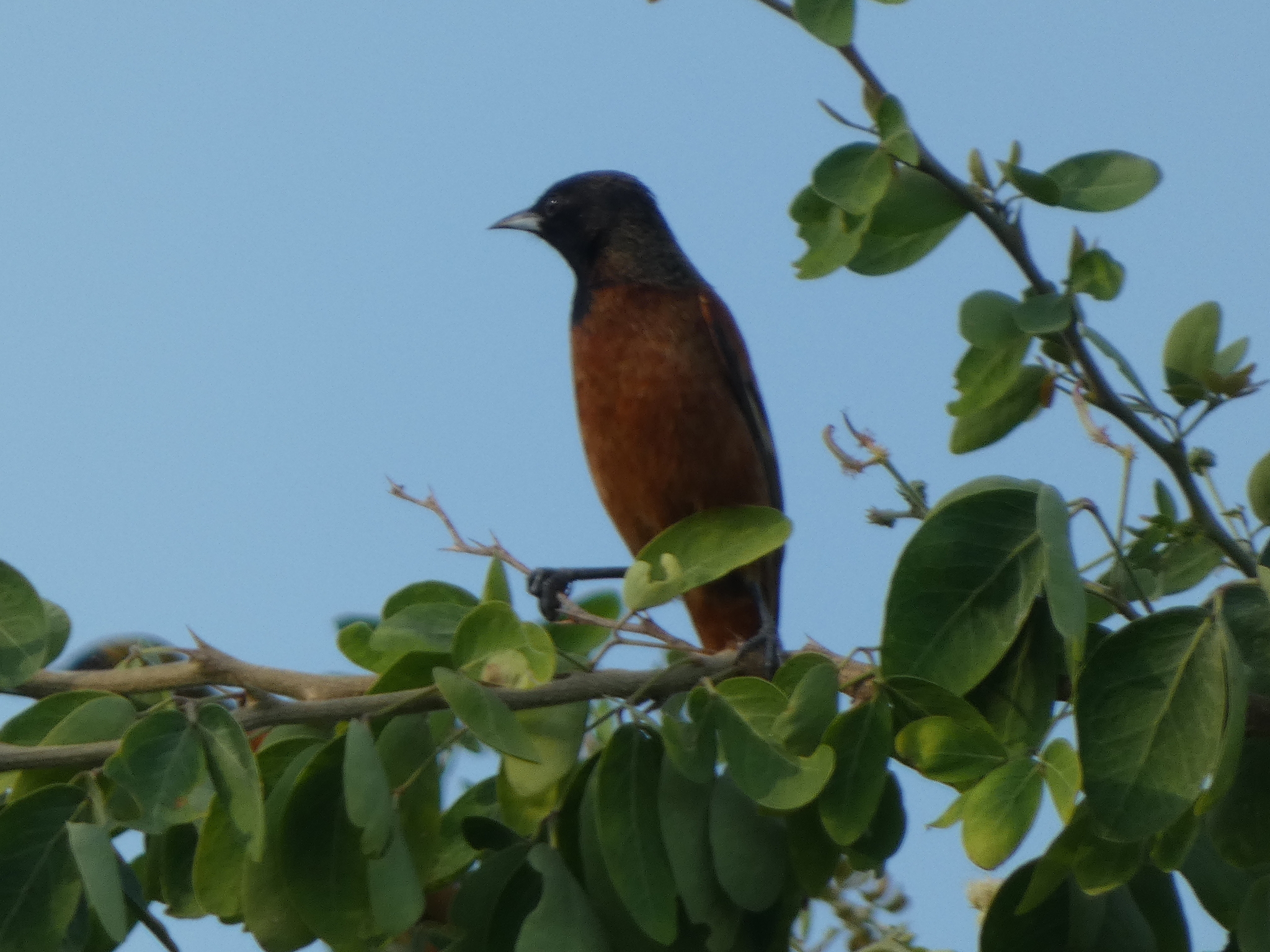 Orchard Oriole (Icterus spurius), photo 2