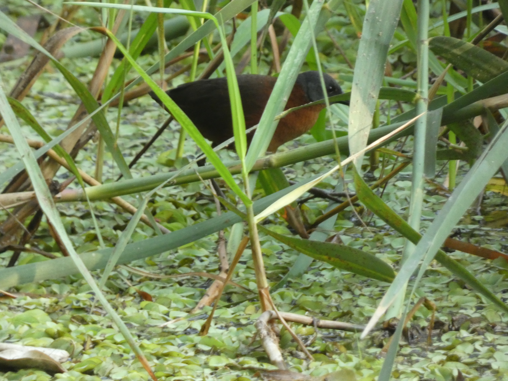 Ruddy Crake (Laterallus ruber), photo 1
