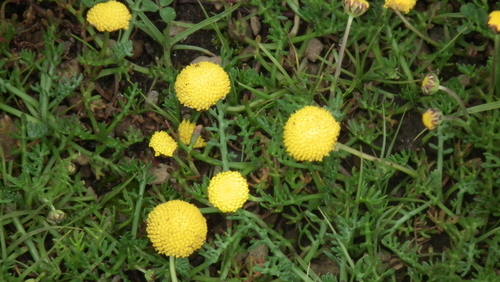 Image of Cotula paludosa by (c) Shaun Swanepoel, some rights reserved (CC BY)