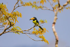 Pteroglossus inscriptus inscriptus