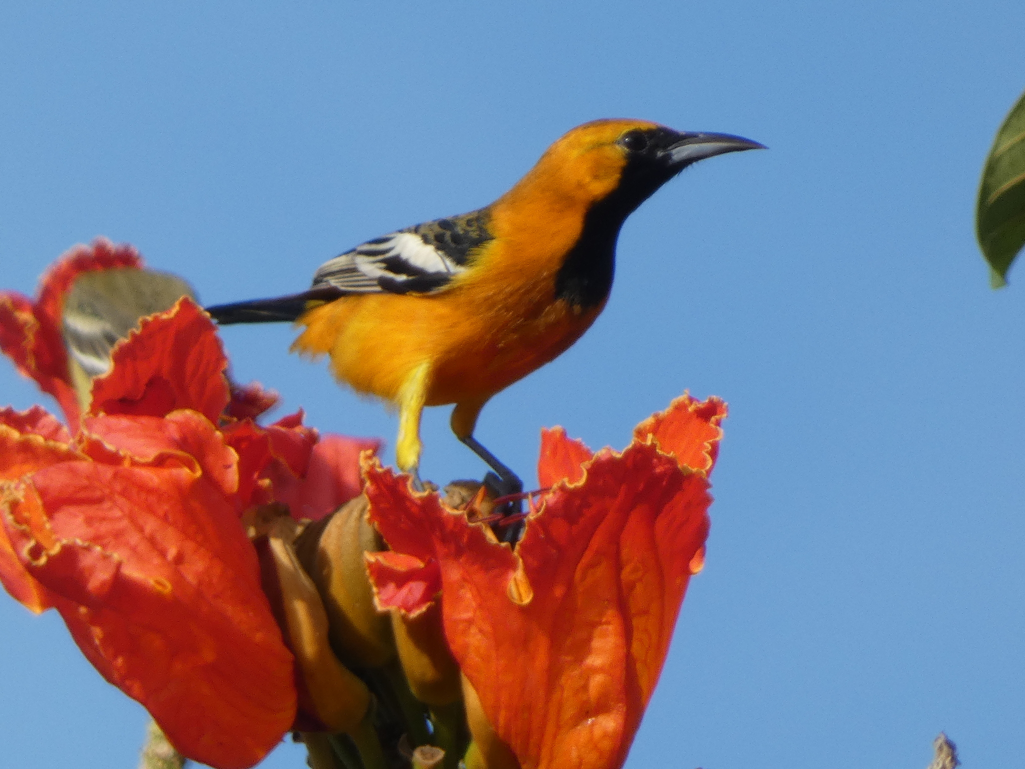 Hooded Oriole (Icterus cucullatus), photo 4