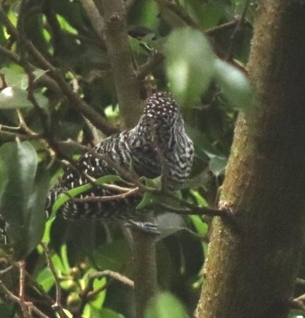 Bar-crested Antshrike (Thamnophilus multistriatus), photo 2
