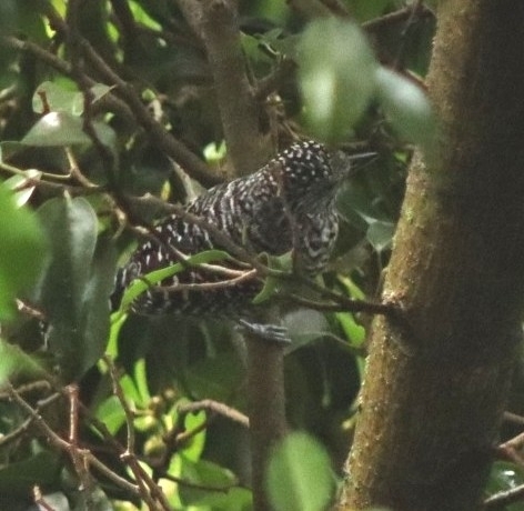 Bar-crested Antshrike (Thamnophilus multistriatus), photo 3