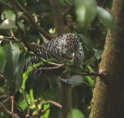 Bar-crested Antshrike (Thamnophilus multistriatus), photo 4