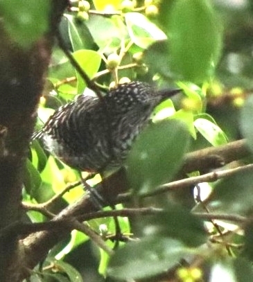 Bar-crested Antshrike (Thamnophilus multistriatus), photo 5