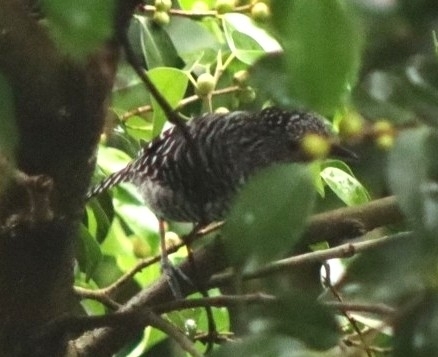 Bar-crested Antshrike (Thamnophilus multistriatus), photo 6