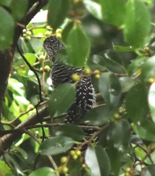 Bar-crested Antshrike (Thamnophilus multistriatus), photo 7