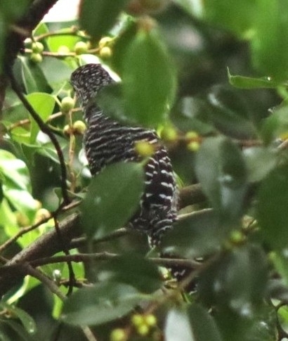 Bar-crested Antshrike (Thamnophilus multistriatus), photo 8
