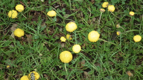 Cotula paludosa, photograph 4