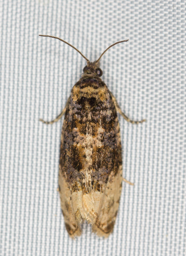 Off-white Hedya Moth, photo 5 of 10