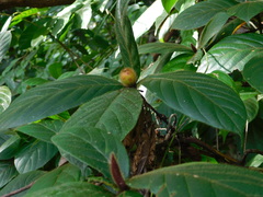 Duroia costaricensis