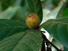 Duroia costaricensis