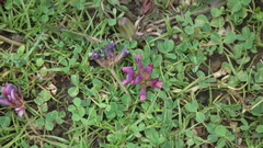 Trifolium burchellianum