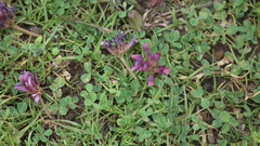 Trifolium burchellianum