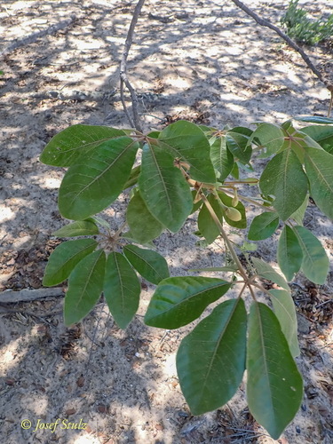 manketti-tree