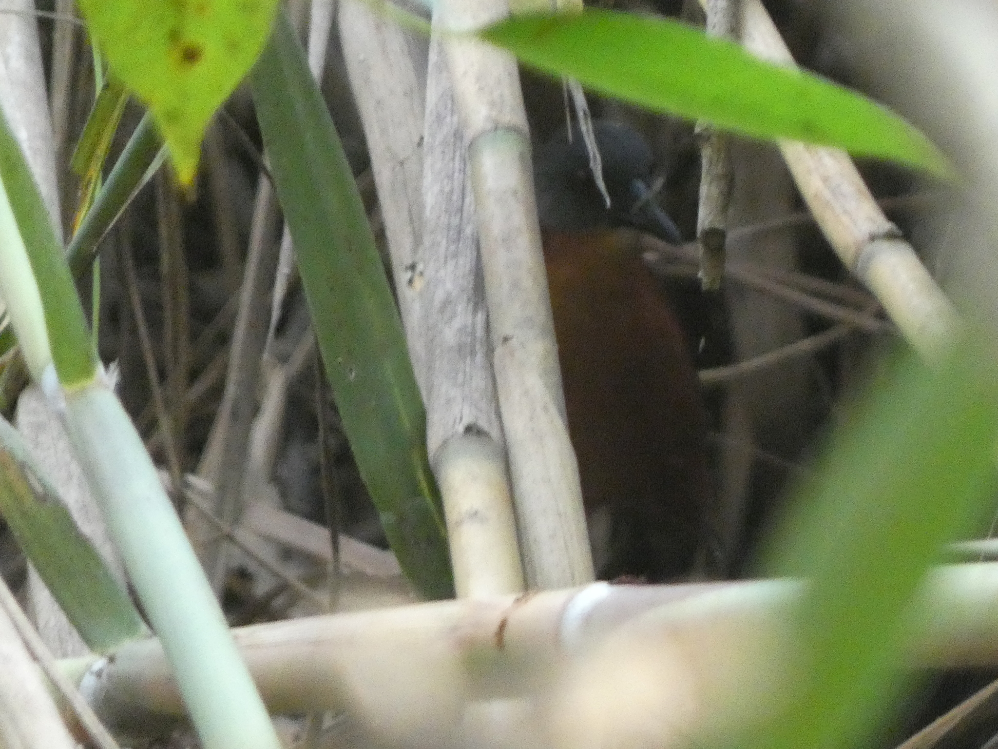 Ruddy Crake (Laterallus ruber), photo 2
