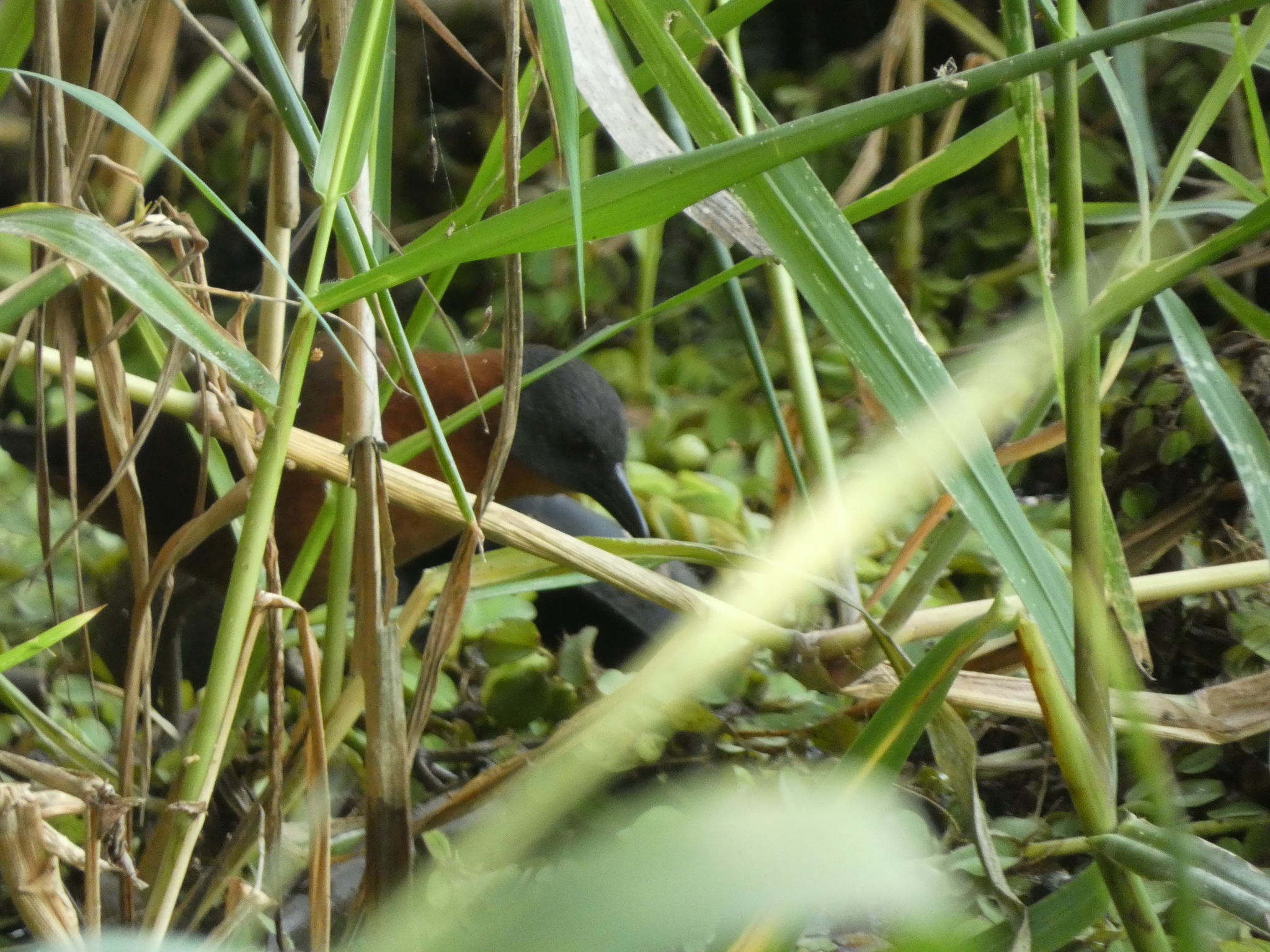 Ruddy Crake (Laterallus ruber), photo 7