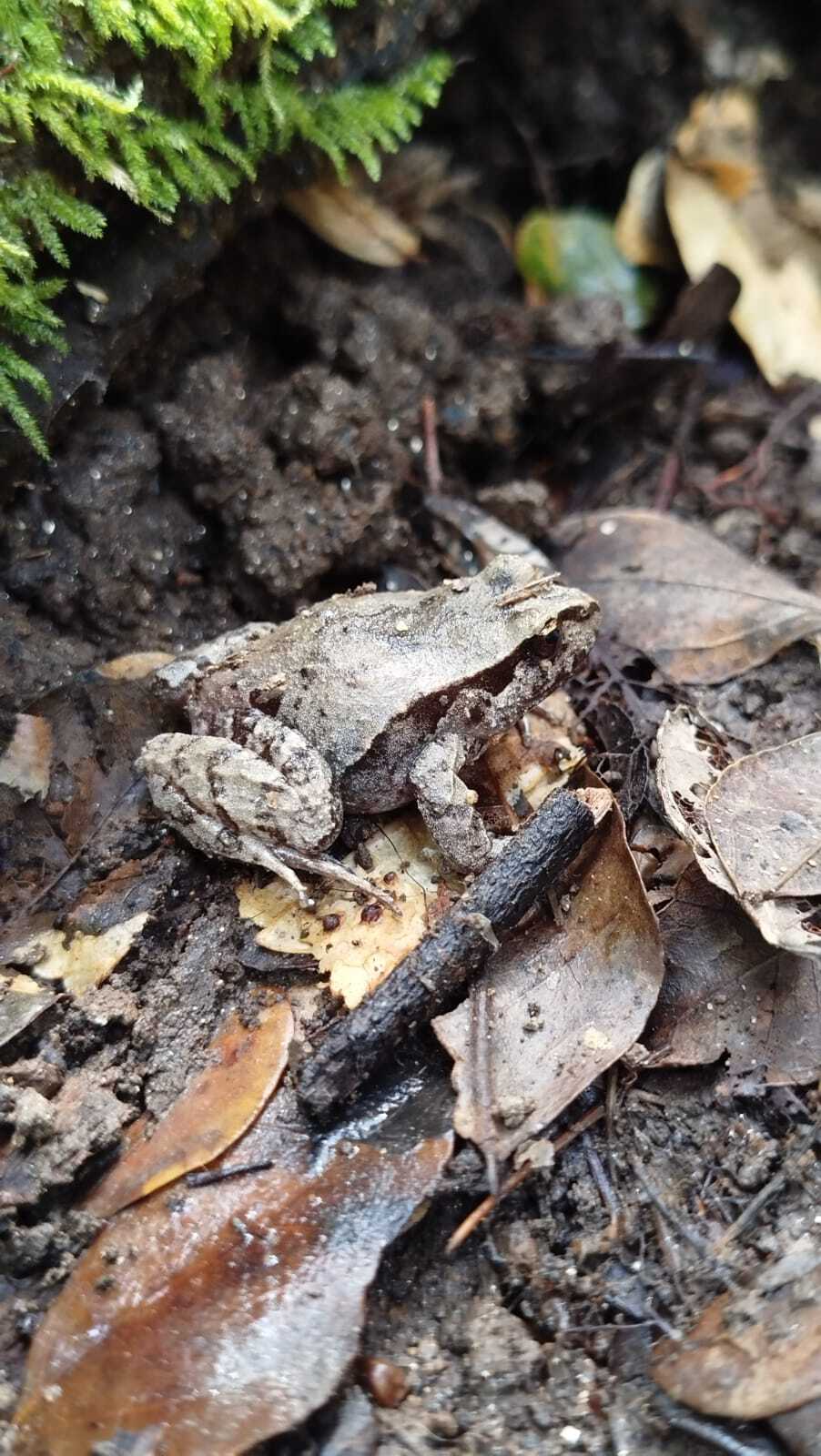 Eupsophus roseus (Duméril & Bibron, 1841)