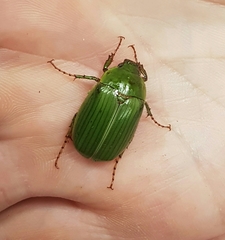 Stethaspis suturalis