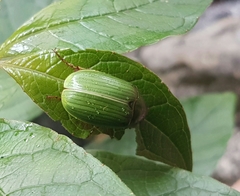 Stethaspis suturalis