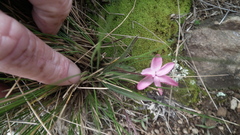 Rhodohypoxis