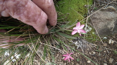 Rhodohypoxis