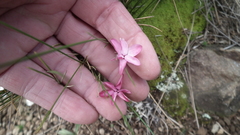 Rhodohypoxis