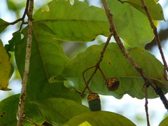 Pleurothyrium golfodulcense
