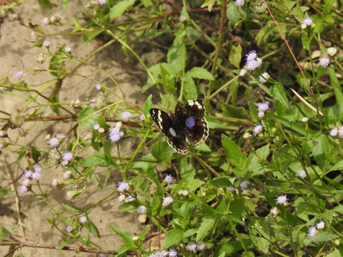 Blue-spot Pansy