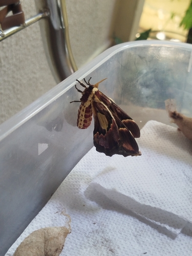Rothschildia erycina