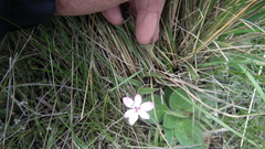 Rhodohypoxis