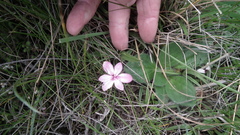 Rhodohypoxis