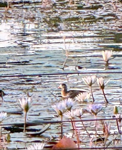 iNaturalist: (c) Mark Johnstone, some rights reserved (CC BY-NC), uploaded by Mark Johnstone iNaturalist image