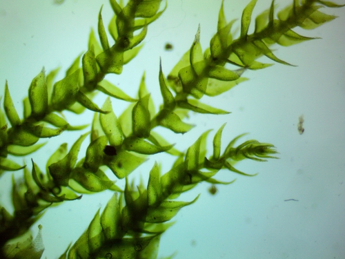 Clasmatodon parvulus observed 2026-01-10