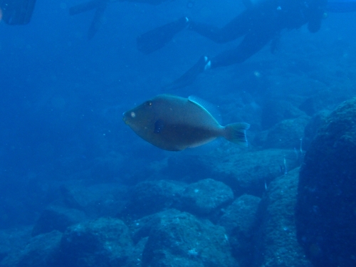 Orangeside triggerfish (Sufflamen verres) — Balistidae