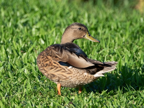 Hawaiian Duck (Anas wyvilliana)