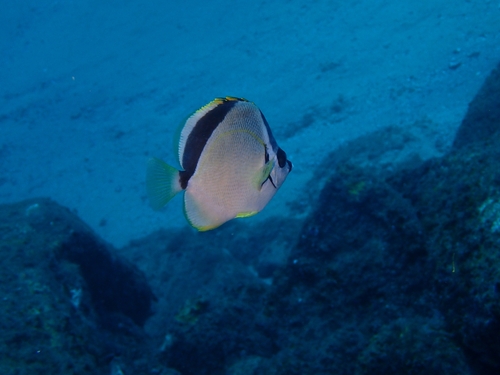 Barberfish (Johnrandallia nigrirostris) — Chaetodontidae