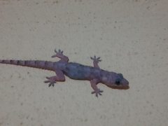 Hemidactylus mabouia