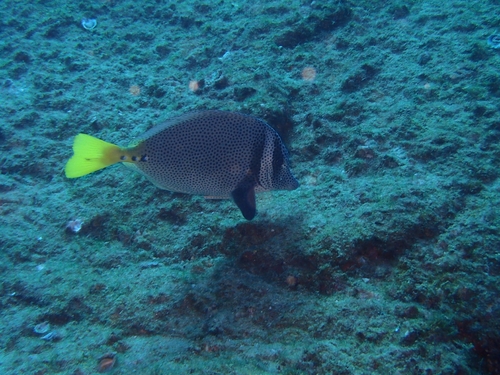 Razor surgeonfish (Prionurus laticlavius) — Acanthuridae — 5
