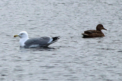 Larus argentatus