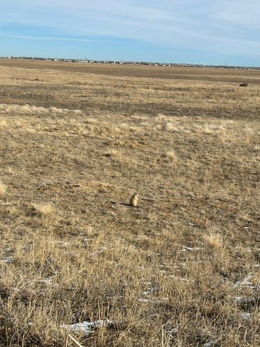 Black-tailed Prairie Dog observed by elianamorales