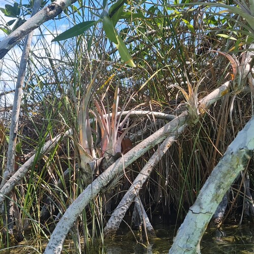 Tillandsia dasyliriifolia, photograph 5