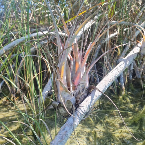 Tillandsia dasyliriifolia, photograph 3