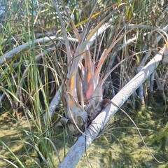 (c) nbasargin, some rights reserved (CC BY) Tillandsia dasyliriifolia, photograph (c) nbasargin, some rights reserved (CC BY)
