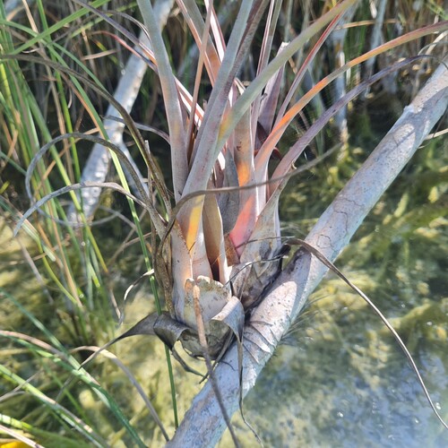 Tillandsia dasyliriifolia, photograph 1